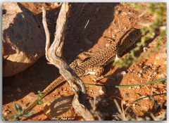 Acanthodactylus bedriagai
