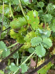 Phragmidium sanguisorbae