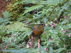 Liocichla steerii