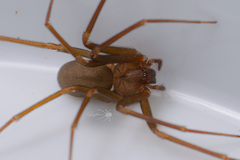 Loxosceles rufescens