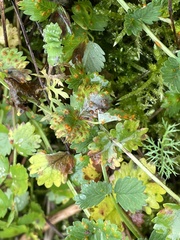 Phragmidium sanguisorbae