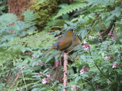 Liocichla steerii