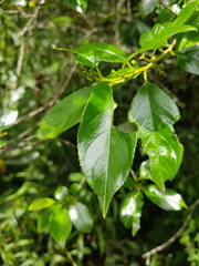 Rhamnus prinoides