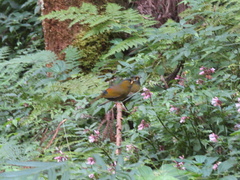 Liocichla steerii