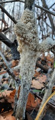 Didymium mucilago