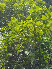 Rhamnus prinoides