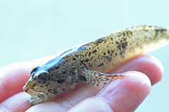 Cottus bairdii