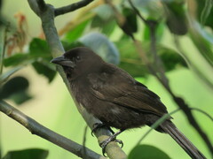 Ramphocelus carbo