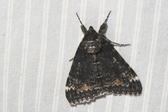 Catocala briseis