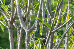 Cacomantis merulinus