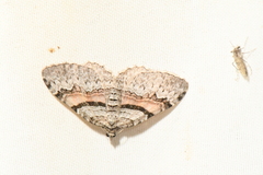 Xanthorhoe packardata