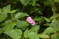 Impatiens sylvicola