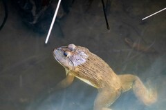 Hoplobatrachus chinensis