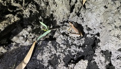 Litoria nasuta