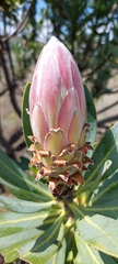 Protea roupelliae roupelliae