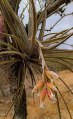 Tillandsia pohliana