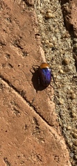 Leucocelis amethystina