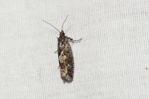 Yellow Spruce Budworm Moth