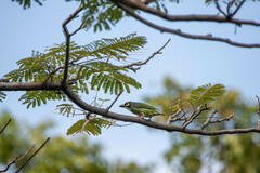 Psilopogon haemacephalus indicus