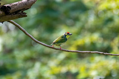 Psilopogon haemacephalus indicus