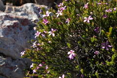Acmadenia sheilae