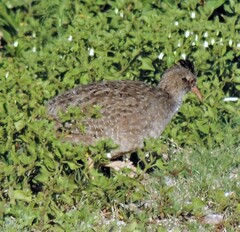 Nothoprocta pentlandii