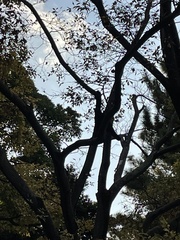 Corvus macrorhynchos