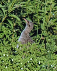 Nothoprocta pentlandii