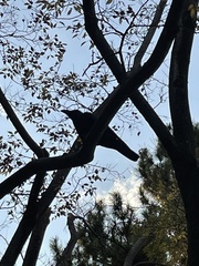 Corvus macrorhynchos