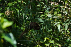 Sciuromorpha