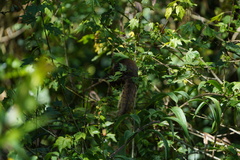 Sciuromorpha