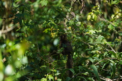 Sciuromorpha