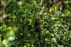 Sciuromorpha