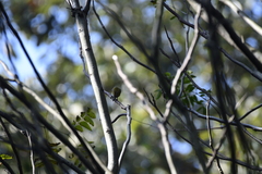 Picumnus innominatus