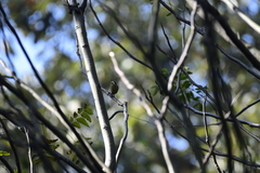 Picumnus innominatus