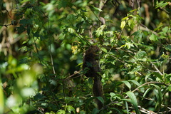 Sciuromorpha