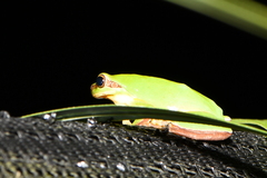 Hyla chinensis