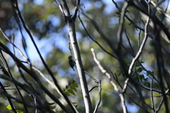 Picumnus innominatus