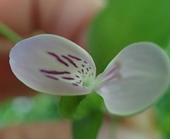 Hypoestes triflora