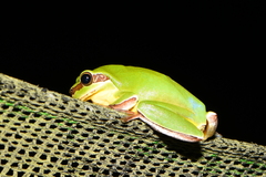 Hyla chinensis