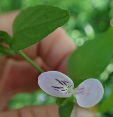 Hypoestes triflora