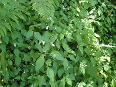 Hypoestes triflora