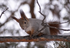 Sciurus vulgaris