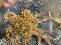 Acanthophora spicifera