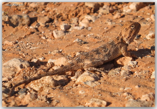Trapelus mutabilis