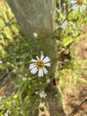 Symphyotrichum dumosum