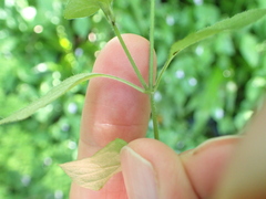 Hypoestes triflora