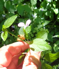 Hypoestes triflora