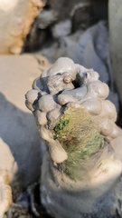 Periophthalmus modestus