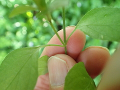 Hypoestes triflora